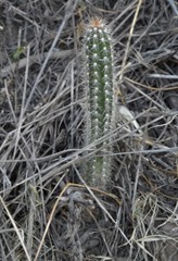 Harrisia tetracantha