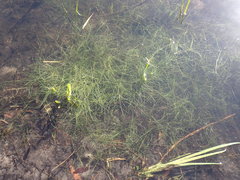 Eleocharis baldwinii