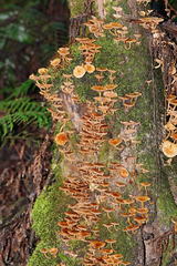 Pholiota squarrosipes
