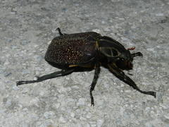 Inca clathratus