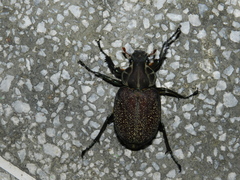 Inca clathratus