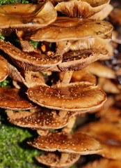 Pholiota squarrosipes
