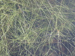 Eleocharis baldwinii
