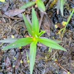 Lysimachia terrestris