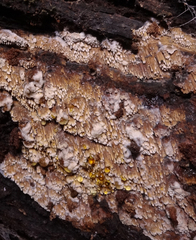 Phlebia nothofagi