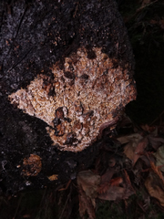 Phlebia nothofagi