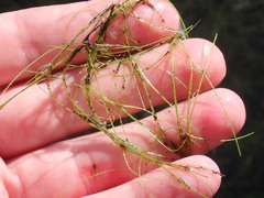 Eleocharis baldwinii