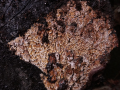 Phlebia nothofagi
