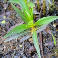 Lysimachia terrestris