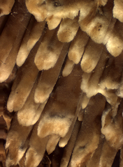 Phlebia nothofagi