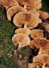 Pholiota squarrosipes