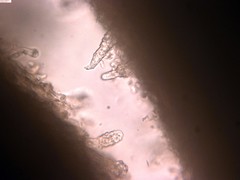 Phlebia nothofagi
