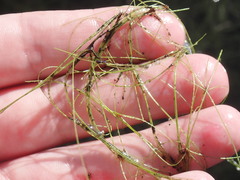 Eleocharis baldwinii