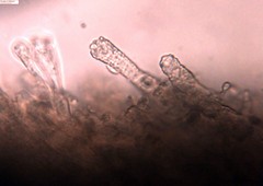 Phlebia nothofagi