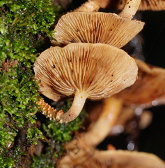 Pholiota squarrosipes