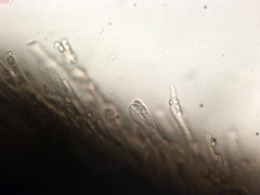 Phlebia nothofagi