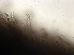 Phlebia nothofagi