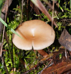 Singerocybe clitocyboides
