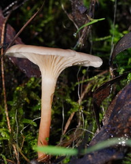 Singerocybe clitocyboides