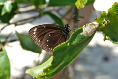 Euploea leucostictos