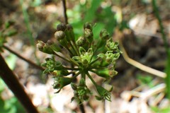 Aralia nudicaulis