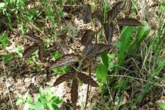 Aralia nudicaulis
