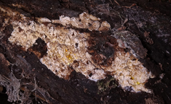 Phlebia nothofagi