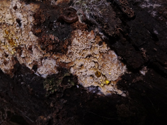 Phlebia nothofagi
