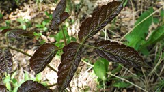 Aralia nudicaulis