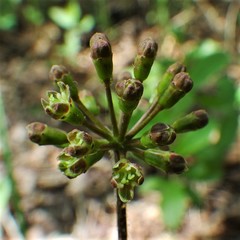 Aralia nudicaulis