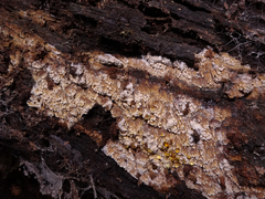 Phlebia nothofagi