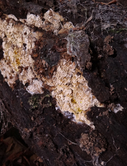 Phlebia nothofagi