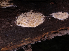 Phlebia nothofagi