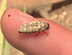 Acmaeodera gibbula