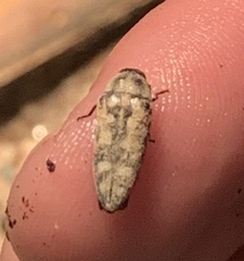 Acmaeodera gibbula