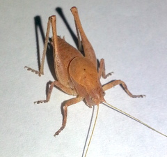 Aglaothorax diminutiva