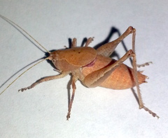 Aglaothorax diminutiva