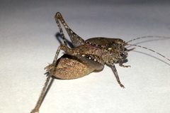 Aglaothorax diminutiva