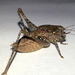 Aglaothorax diminutiva constrictans - Photo (c) Jeff Cole, alguns direitos reservados (CC BY-NC), uploaded by Jeff Cole