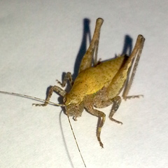 Aglaothorax diminutiva