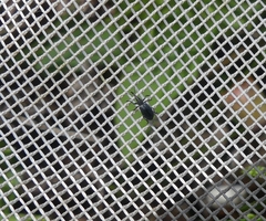 Stenopterapion meliloti