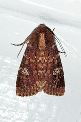 Sideridis congermana