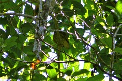 Ptilinopus luteovirens