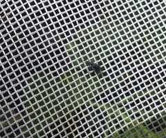 Stenopterapion meliloti