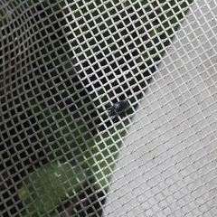 Stenopterapion meliloti