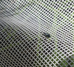 Stenopterapion meliloti