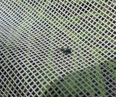 Stenopterapion meliloti