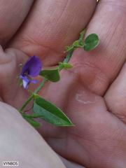 Psoralea asarina