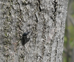 Stenopterapion meliloti