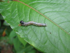 Cerace xanthocosma